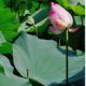 gentle4quietC90071DC