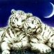 tiger_georgeUZ2sNkfM