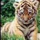 tigerboyx3MZilRxt